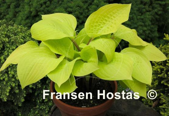 Hosta Designer Genes